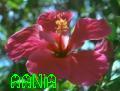 aania