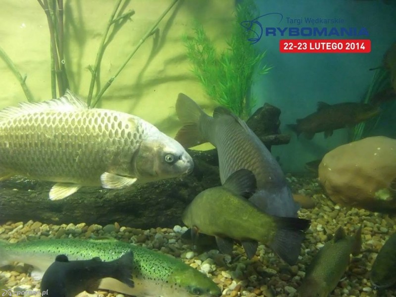 fot. Organizatorzy Targów Rybomania