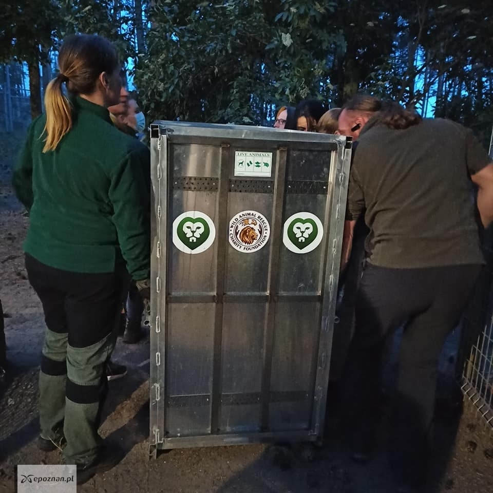 fot. ZOO Poznań Official / Facebook