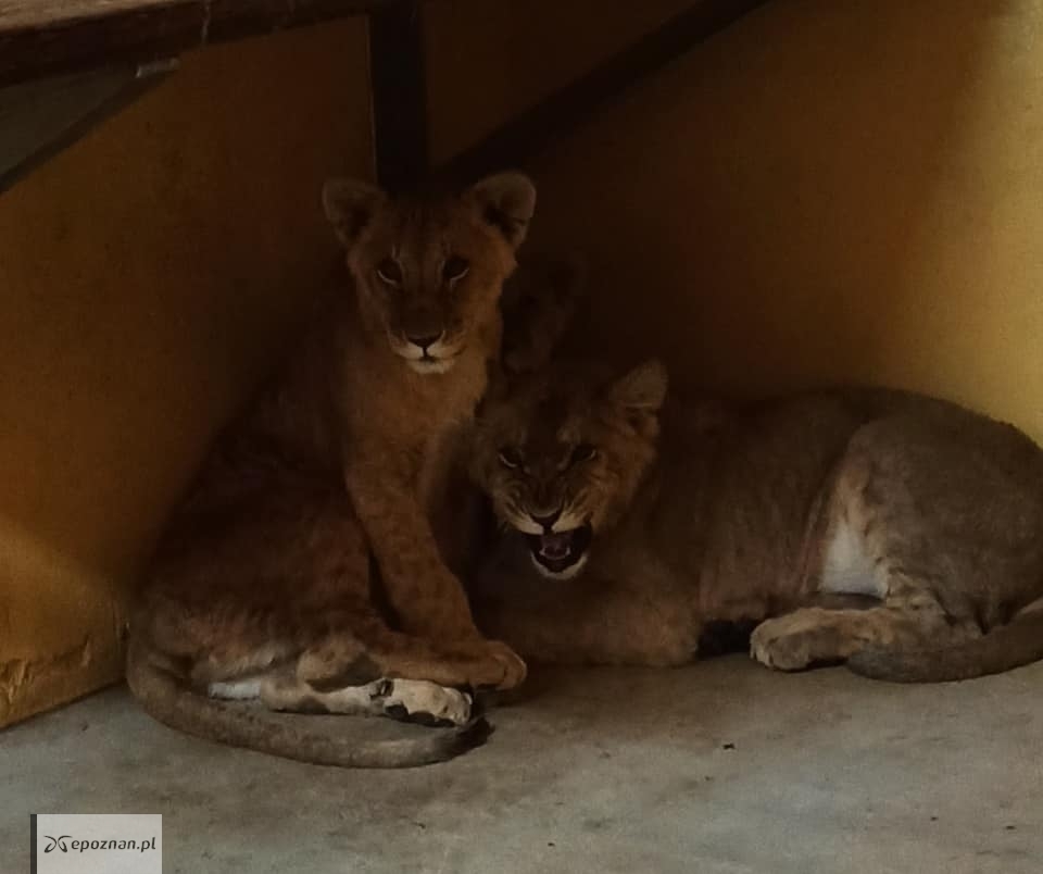 fot. ZOO Poznań Official / Facebook