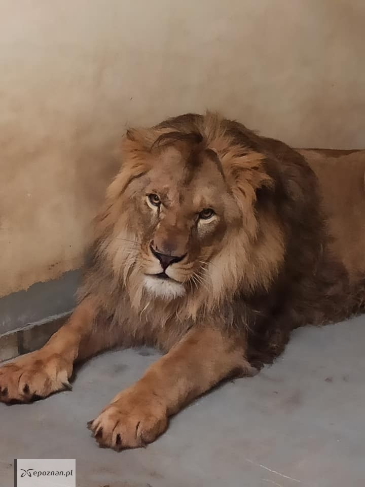 fot. ZOO Poznań Official / Facebook