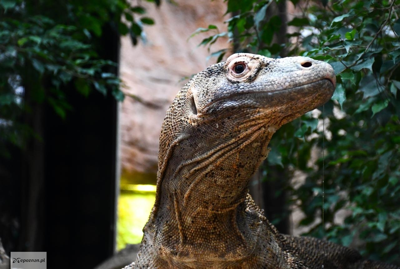 fot. ZOO Poznań