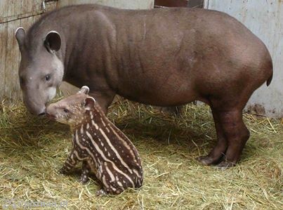 Mała samiczka z mamą | fot. Nowe ZOO