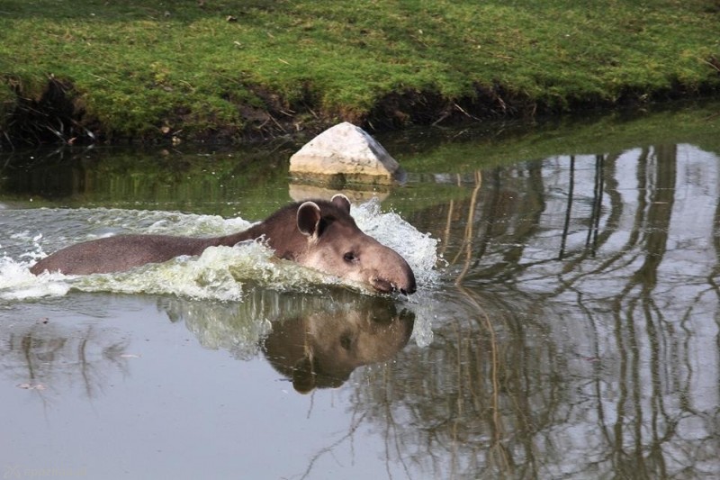 Kąpiele tapirów | fot. Nowe ZOO