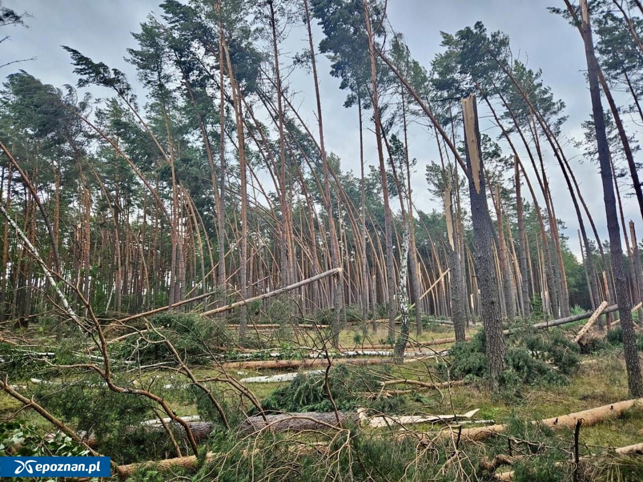 fot. Michał Zaleski, RDLP w Pile