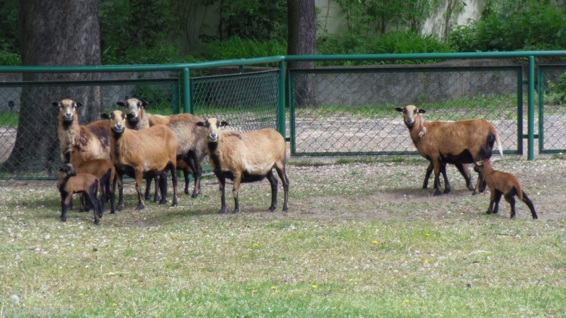 Owieczki kameruńskie | fot. Poznańskie ZOO