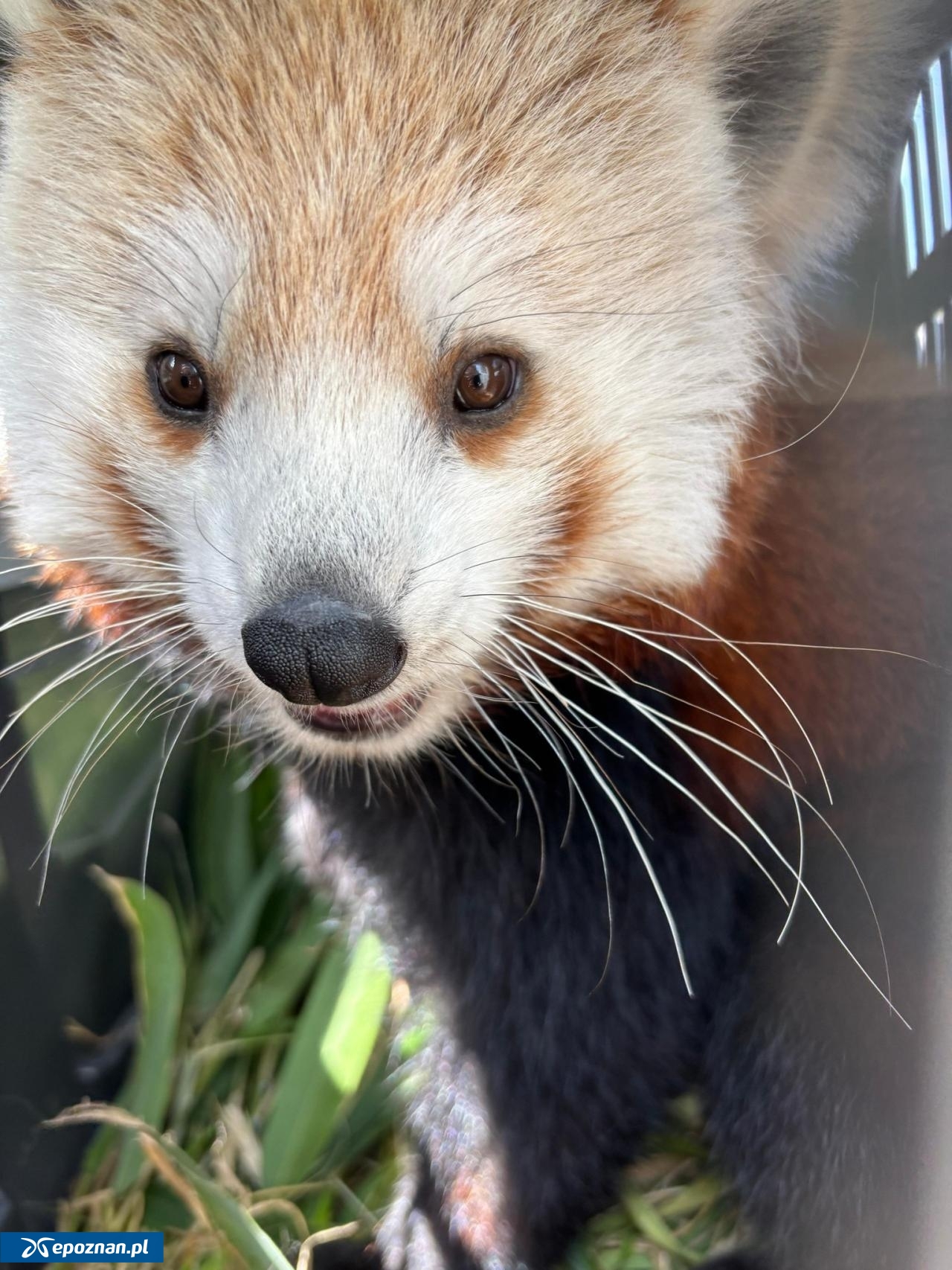 fot. ZOO Poznań Official / Facebook
