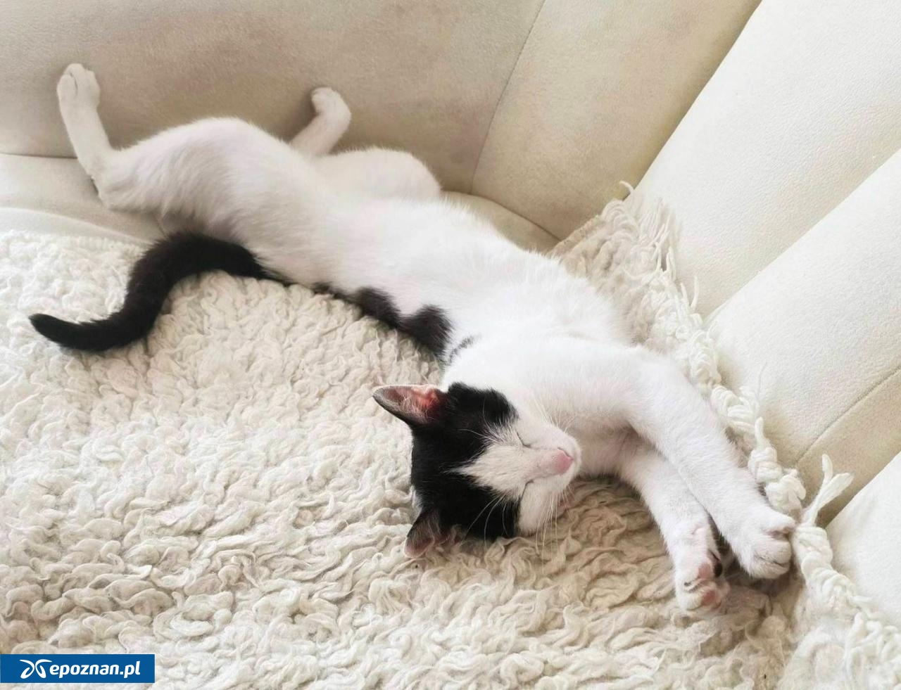 Kot w nowym domu | fot. Kaliskie Stowarzyszenie Pomocy Dla Zwierząt Help Animals / FB