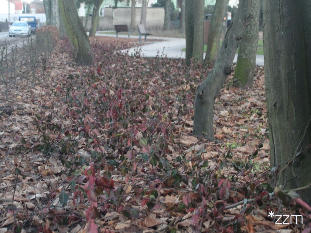 fot. ZZM Poznań