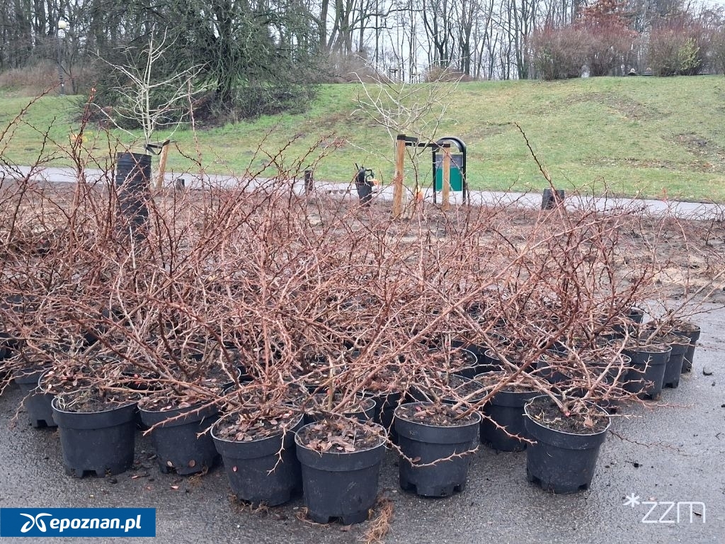 fot. Zarząd Zieleni Miejskiej w Poznaniu