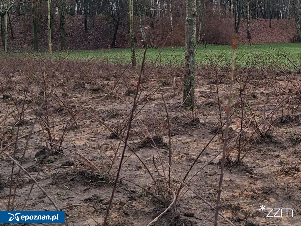 fot. Zarząd Zieleni Miejskiej w Poznaniu