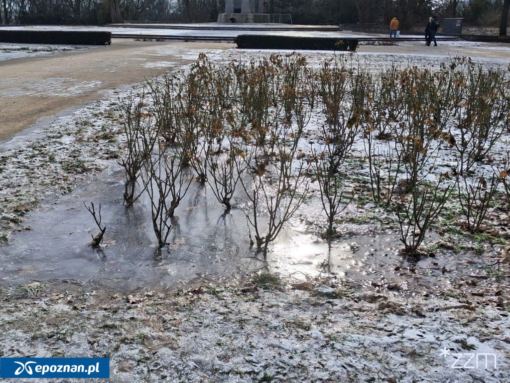 fot. ZZM Poznań