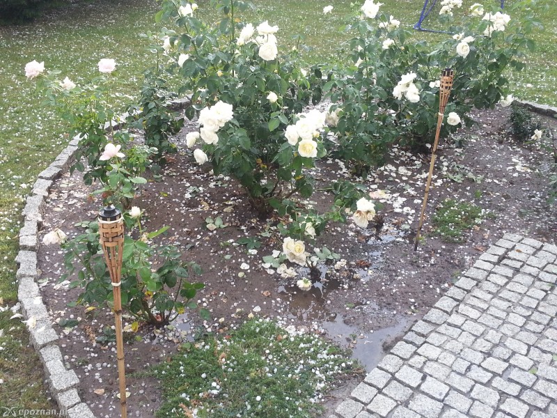 fot. Roman