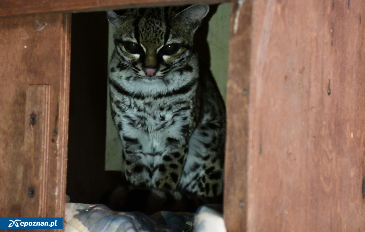 fot. ZOO Poznań
