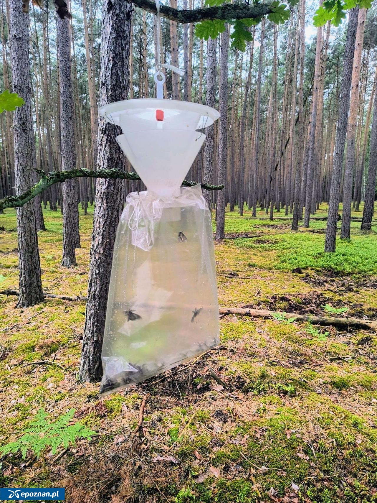 fot. Nadleśnictwo Jarocin - Ośrodek Edukacji Leśnej w Czeszewie / FB