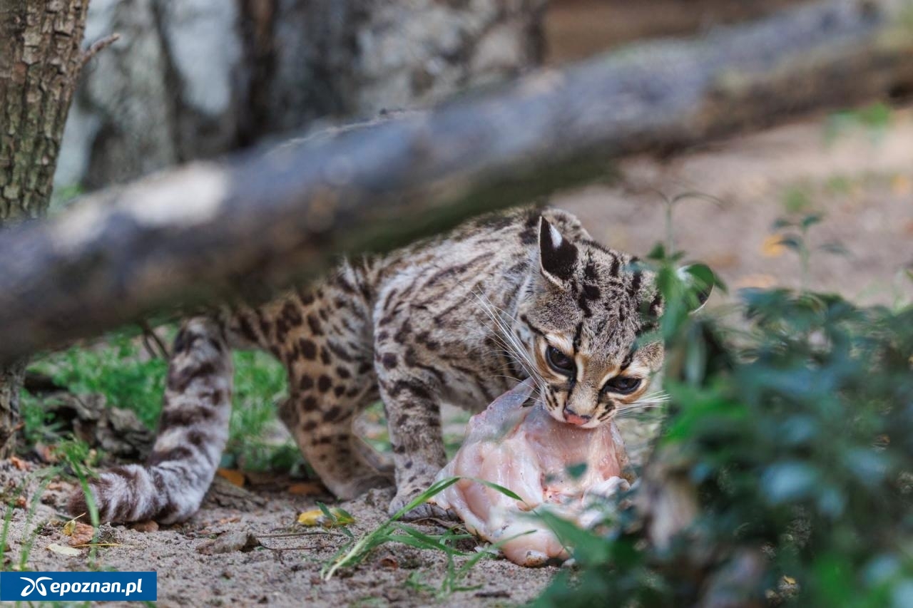 fot. ZOO Poznań Official / Facebook