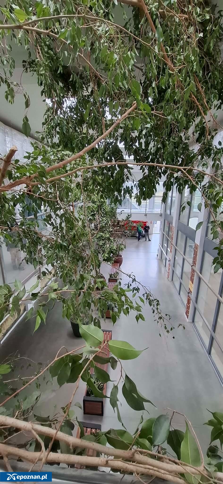 Na zdjęciu widać rośliny podarowane ZOO przez prywatnego darczyńcę | fot. Remigiusz Koziński / ZOO Poznań