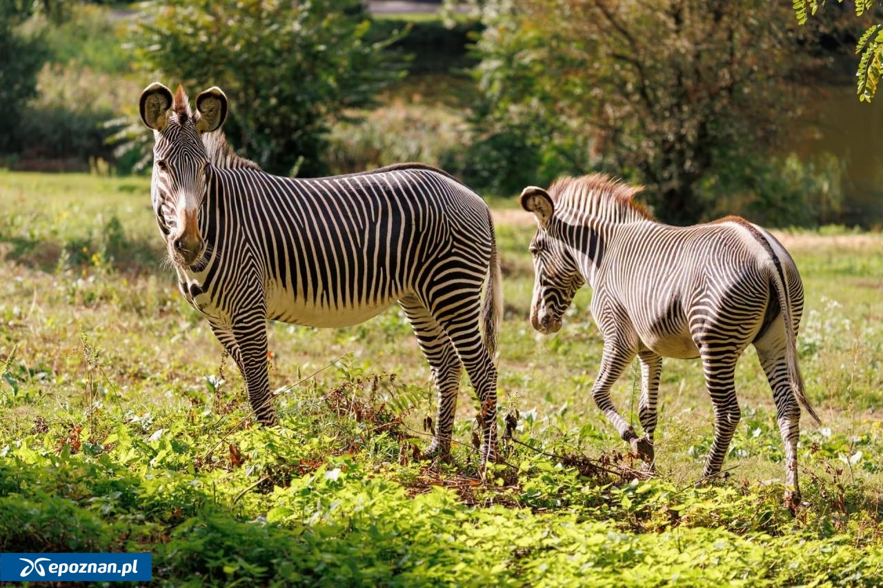 fot. ZOO Poznań Official / Facebook