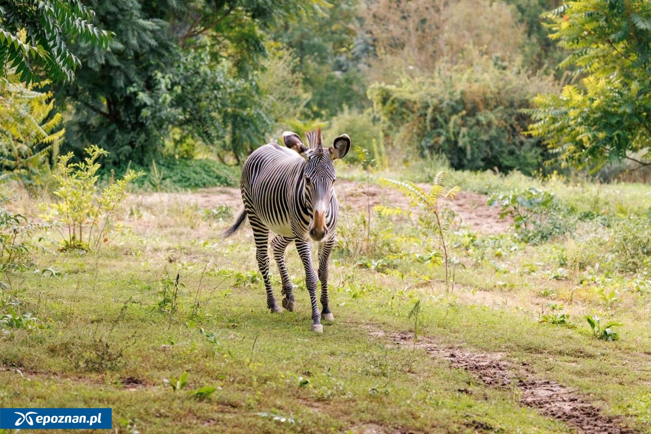 fot. ZOO Poznań Official / Facebook