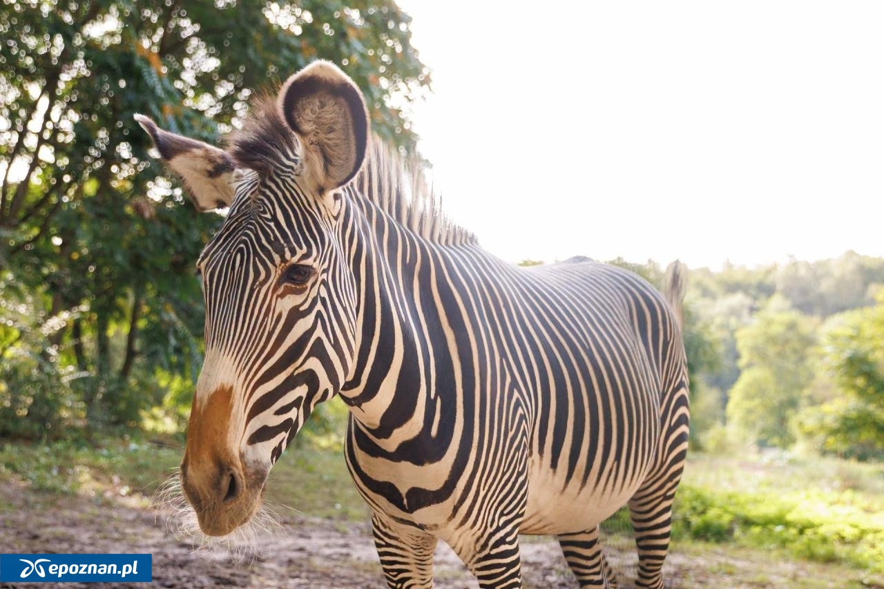 fot. ZOO Poznań Official / Facebook
