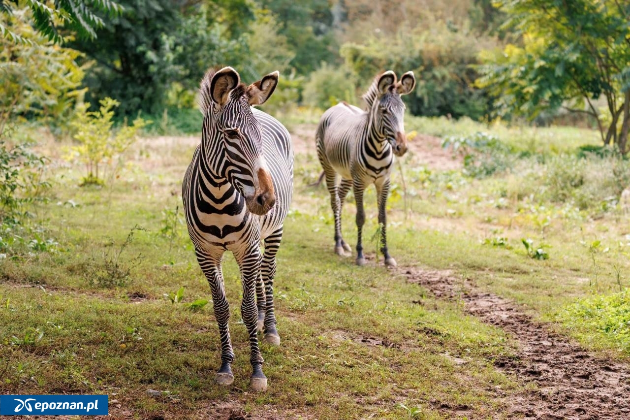 fot. ZOO Poznań Official / Facebook