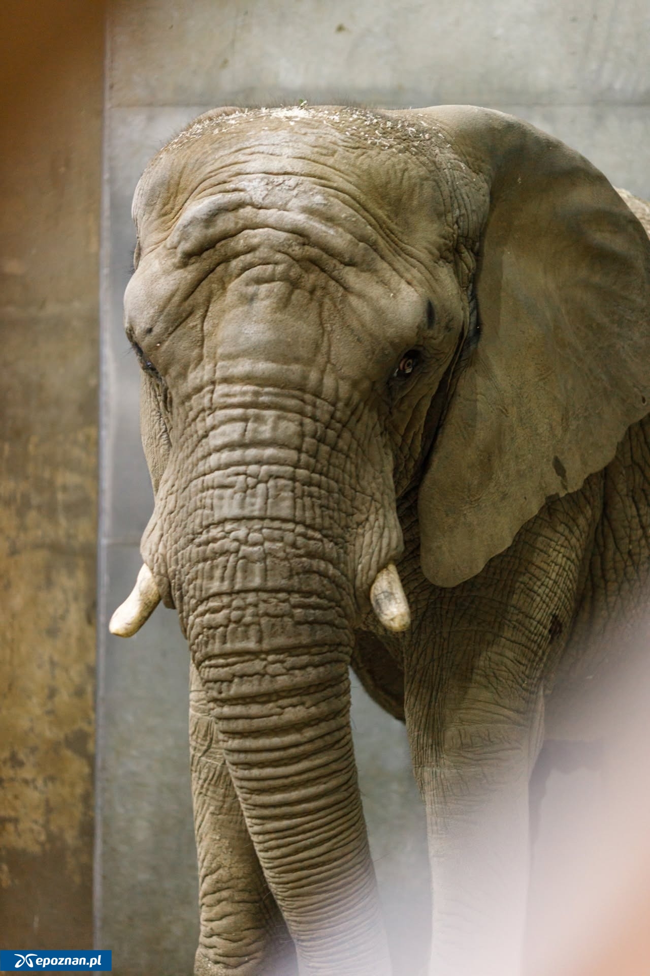 fot. ZOO Poznań Official / Facebook