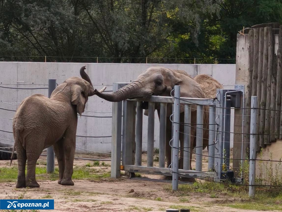 fot. ZOO Poznań Official / Facebook