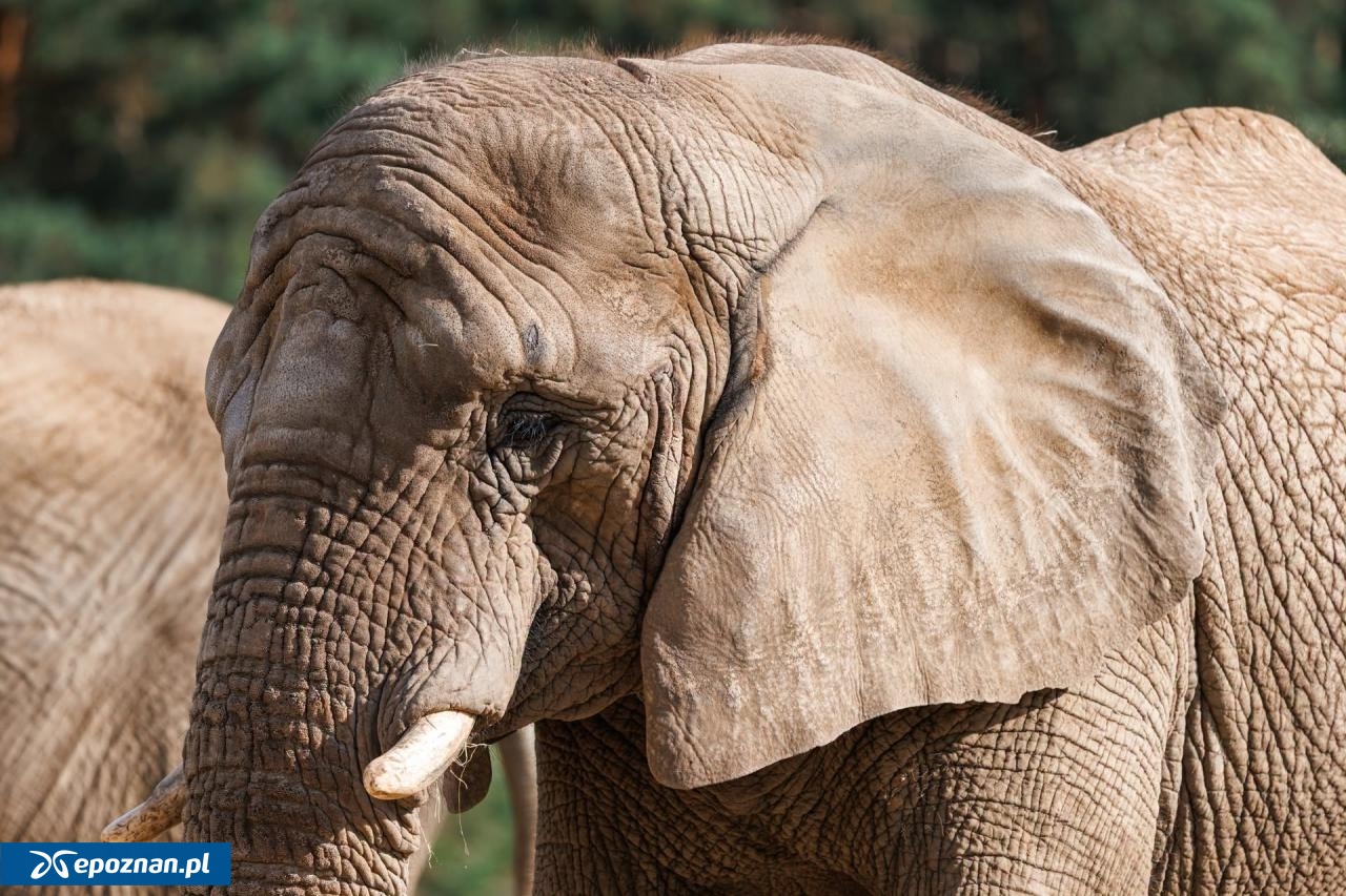 fot. ZOO Poznań Official / Facebook