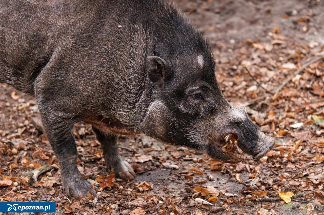 fot. Łukasz B. / ZOO Poznań Official / Facebook