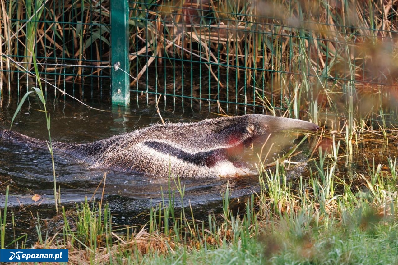 fot. Łukasz B. / ZOO Poznań Official / Facebook