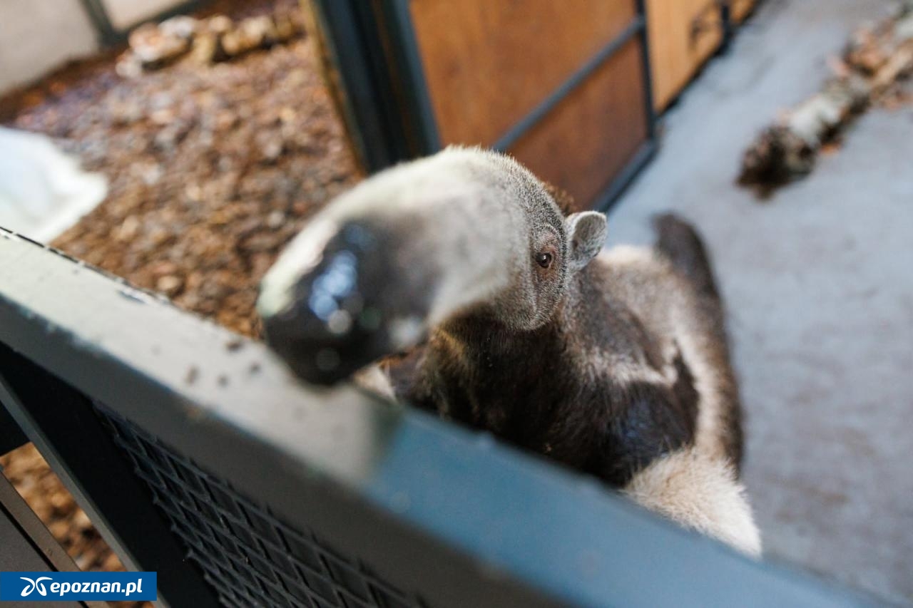 fot. Łukasz B. / ZOO Poznań Official / Facebook