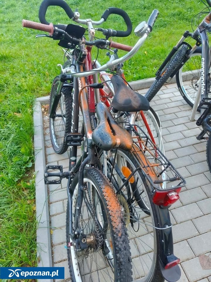 fot. Czytelniczka