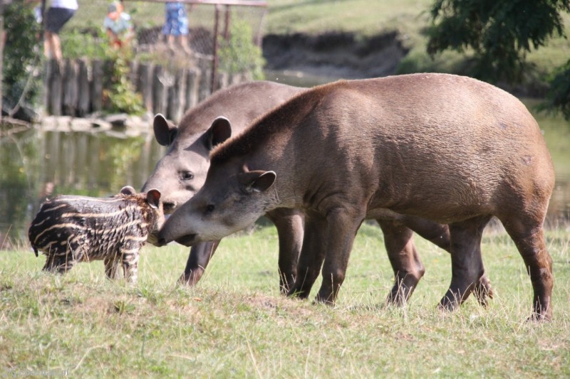 Bella z rodziną | fot. Nowe ZOO