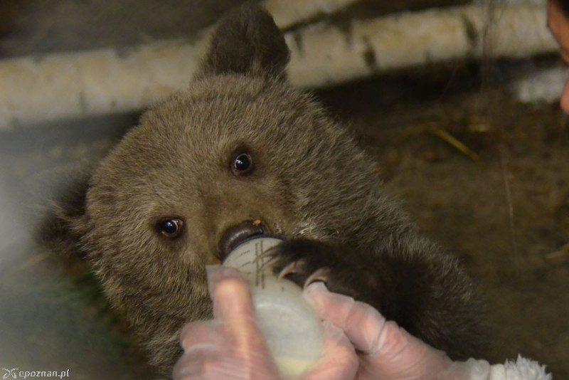fot. ZOO Poznań