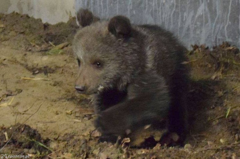 fot. ZOO Poznań