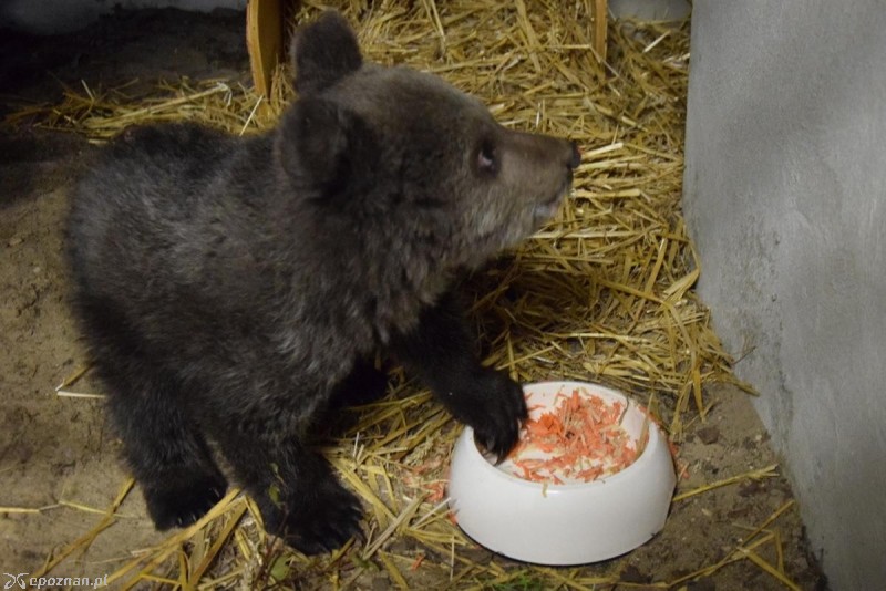 fot. ZOO Poznań