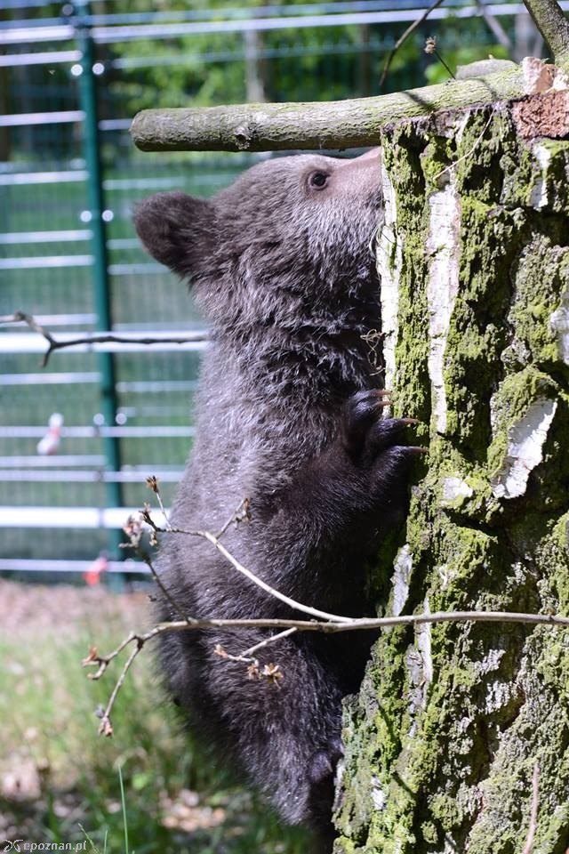 fot. ZOO Poznań