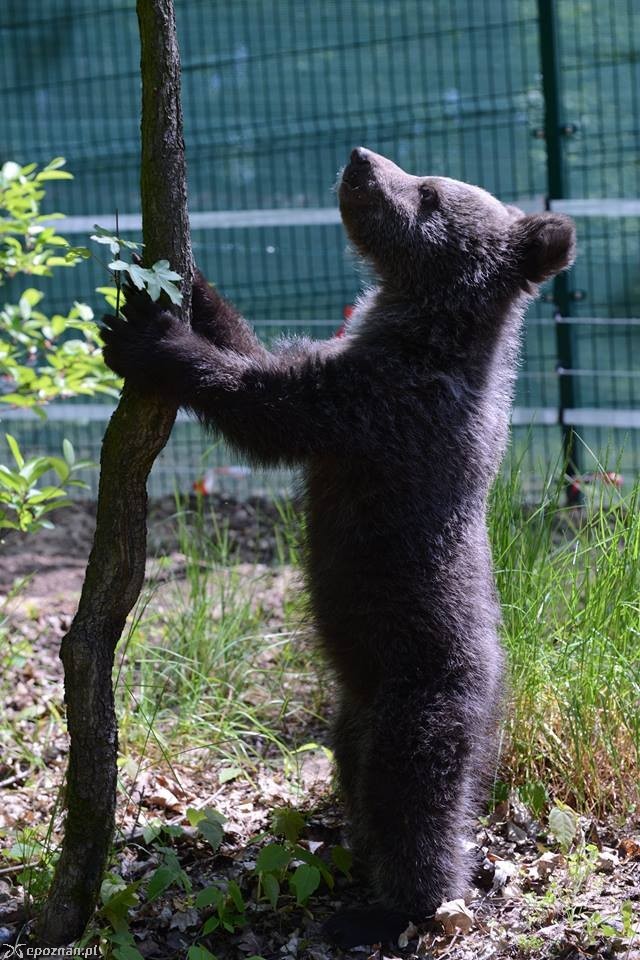 fot. ZOO Poznań