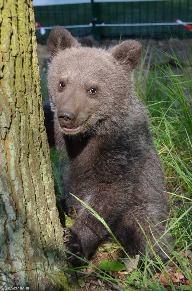 fot. ZOO Poznań
