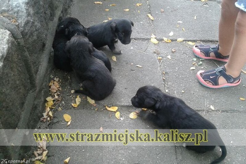 fot. Straż miejska Kalisz