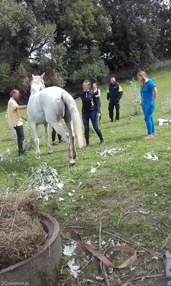 fot. OSP Rybno Wielkie