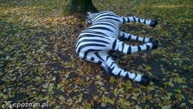 Skutki aktu wandalizmu | fot. Facebook Śremskie ZOO