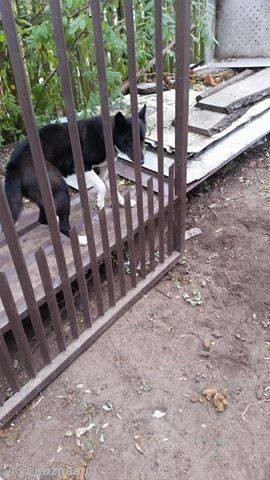 fot. Help Animals