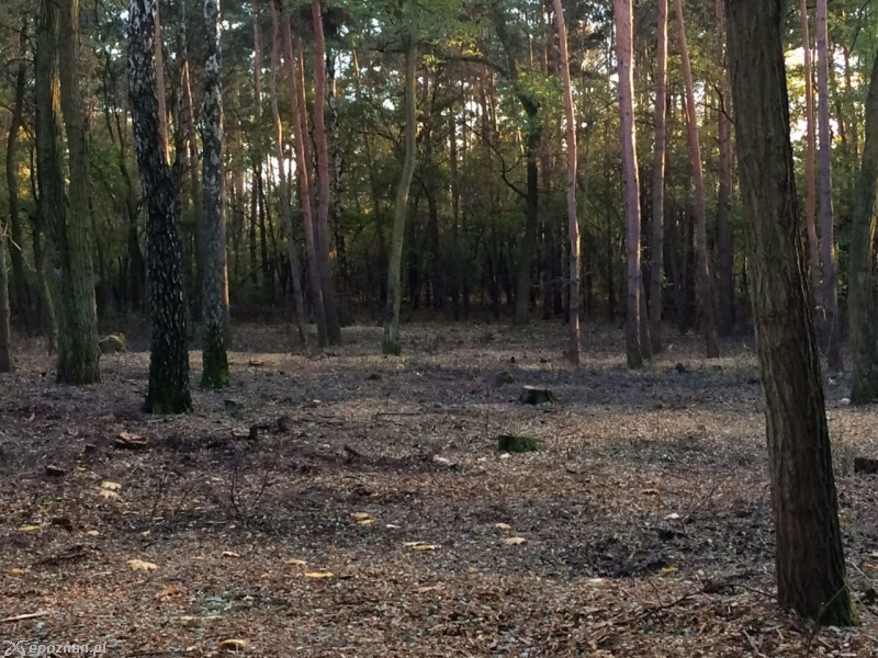 fot. mieszkanka Piątkowa