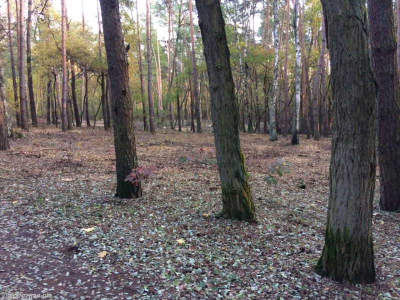 fot. mieszkanka Piątkowa