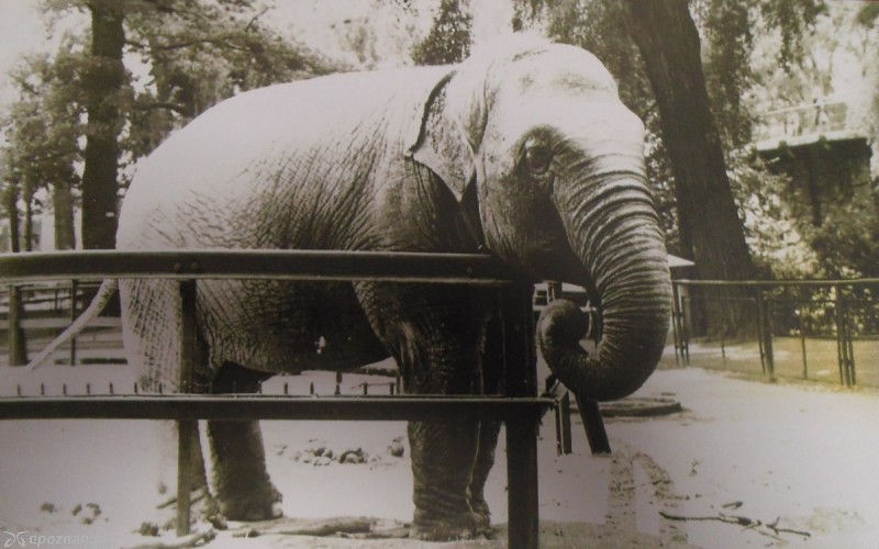 fot. archiwum ZOO