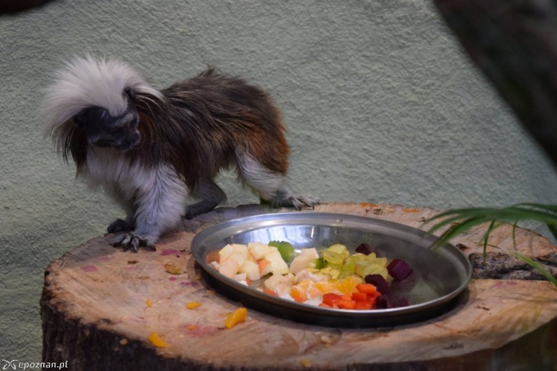 fot. Stare ZOO Poznań