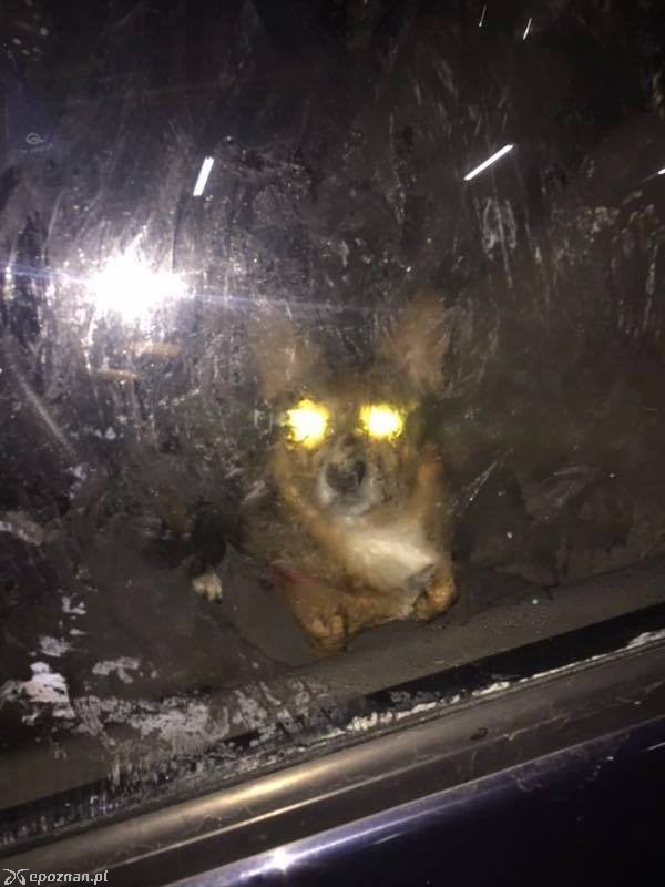 fot. Help Animals