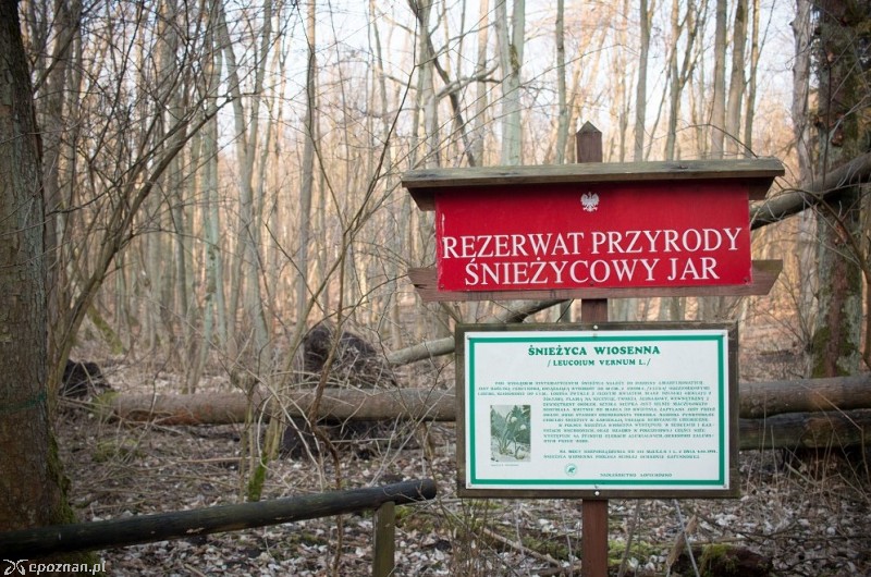fot. Nadleśnictwo Łopuchówko