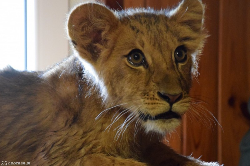 fot. Facebook ZOO Poznań 